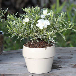 金边小叶栀子花盆栽四季开花雀舌花叶室内盆景带香味花卉庭院绿植