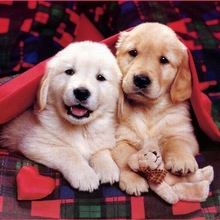纯种金毛犬幼犬活体出售双血统赛级金毛幼崽导盲犬金毛宠物犬金毛