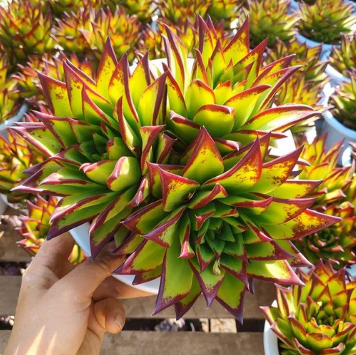 多肉植物萌肉肉口红乌木群生多头大老桩状态精品黑檀橙皮栽好发货