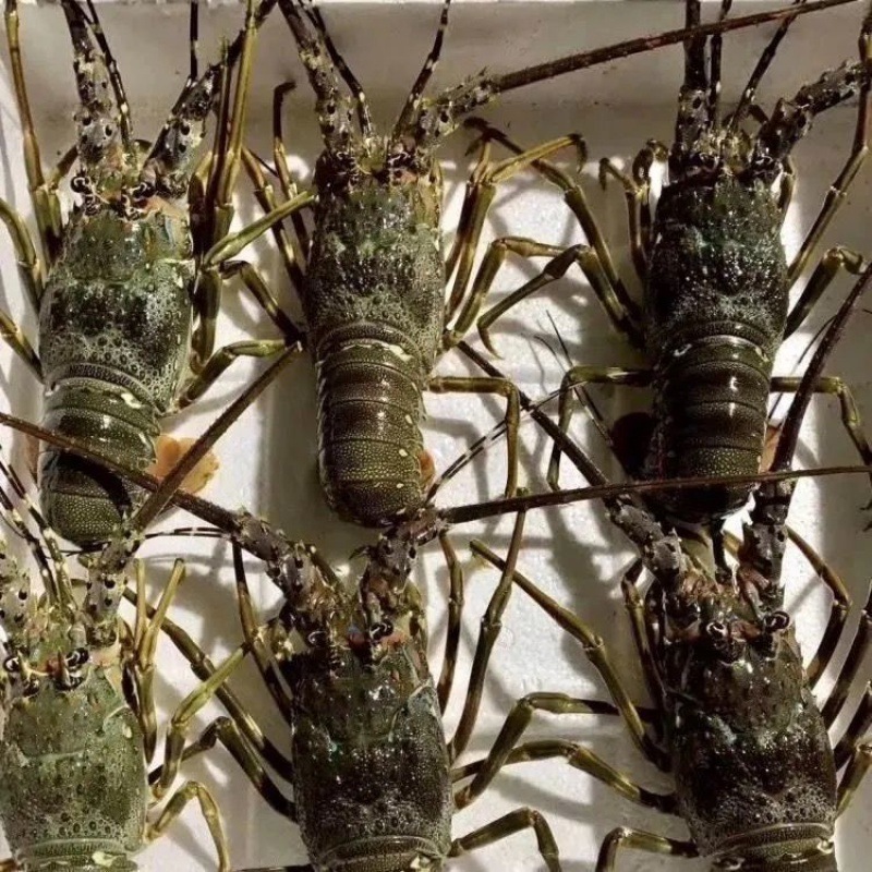 澳龙大青龙虾冷冻海鲜龙虾花波龙新鲜小青龙虾一件批发亚马逊代发