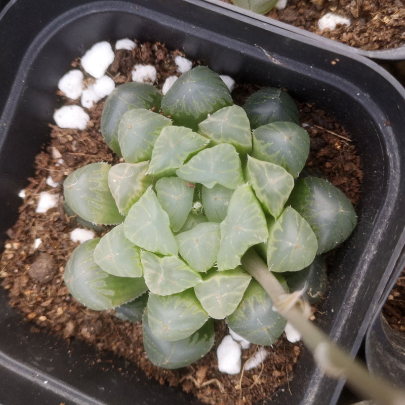 十二卷寿玉露多肉植物室内盆栽桌面小盆景绿植花卉 大叶楼兰 红岩