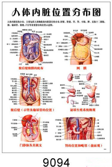 人体结构内脏器官功能骨骼血管心脏肝肺呼吸消化系统