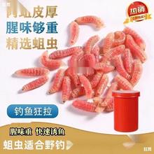 钓鱼饵料活蛆虫大蛆野钓狂拉鲜活红蛆鲫鲤白条通杀一百五十条