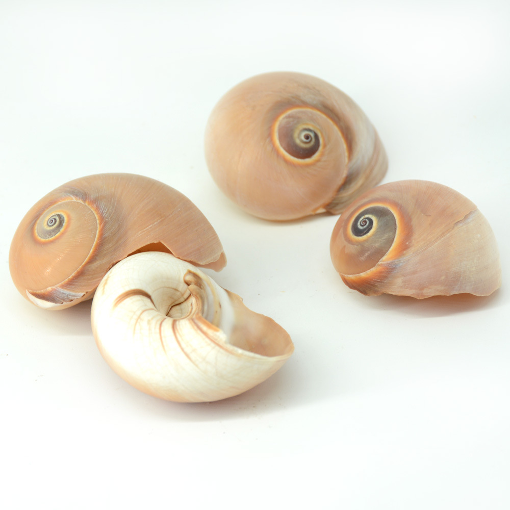 福海人家/香螺 猫眼螺寄居蟹壳乳玉螺 海螺贝壳装饰工艺品批发
