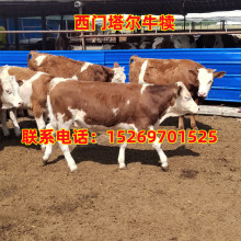 云南养殖场出售西门塔尔牛牛犊 改良肉牛犊4-5个月小牛犊养殖活体