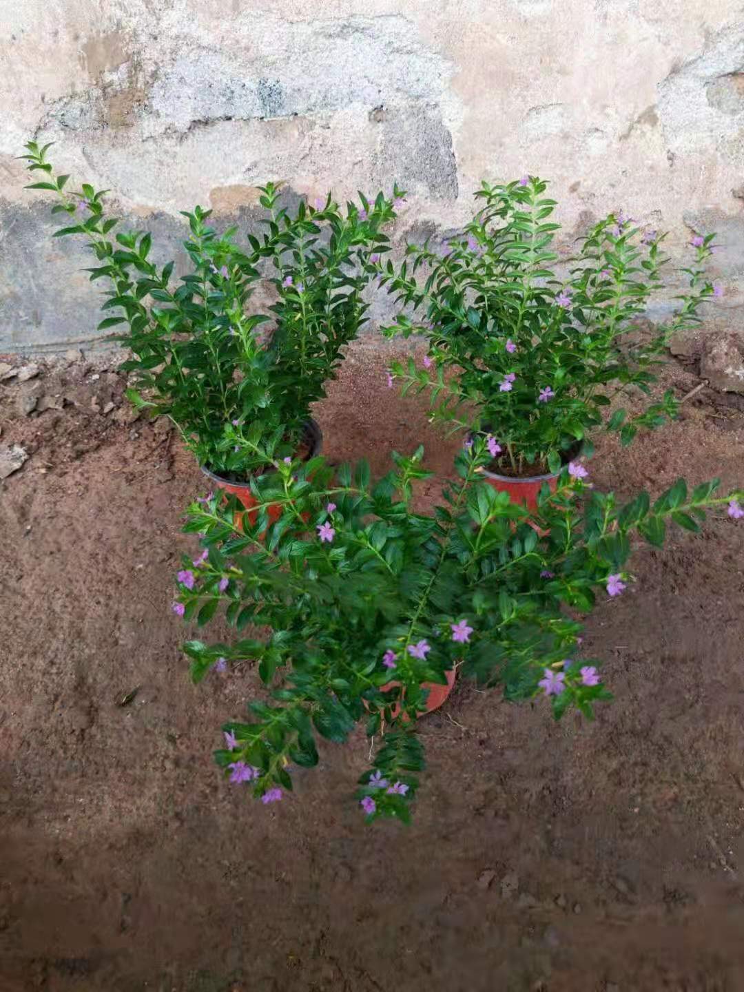 满天星花苗盆栽基地批发篱笆花坛美化花园绿化重瓣丝石竹宿根花卉