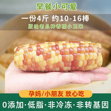 【精品】云南西双版纳香糯玉米新鲜真空包装即食甜糯玉米棒