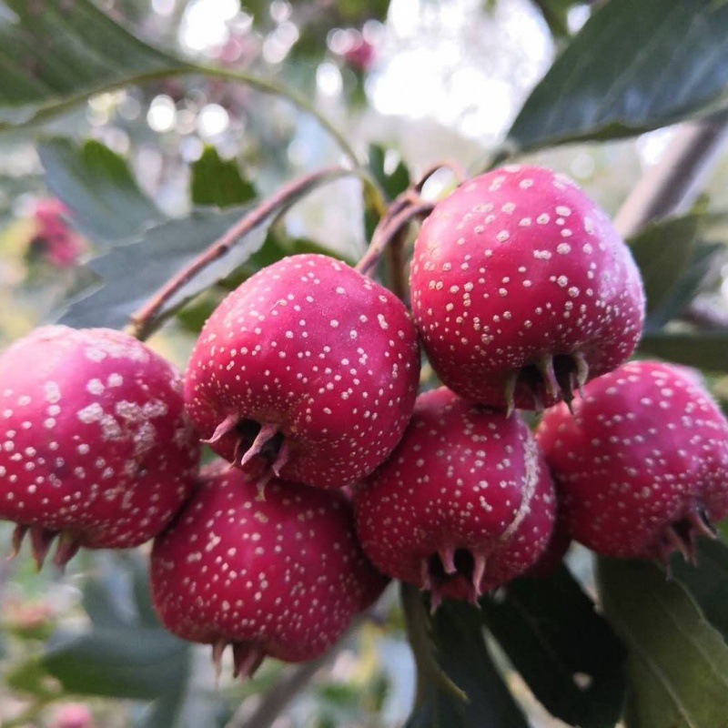 直接吃的野山楂一斤装小金星鲜山楂果山里红酸甜秋金星甜山楂