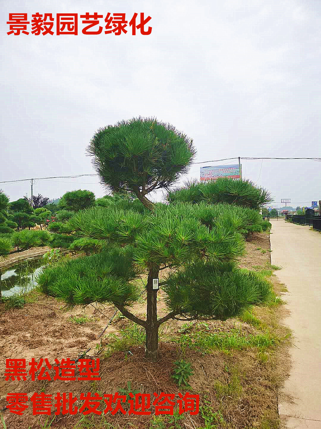 黑松苗日本黑松树苗迎客松造型松四季长青植物庭院盆景绿化苗木