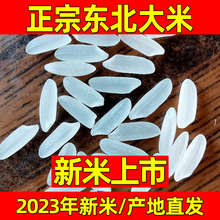 华粳5号水稻种子粳稻种子高产抗病优质香粳米种子稻谷种籽可留种