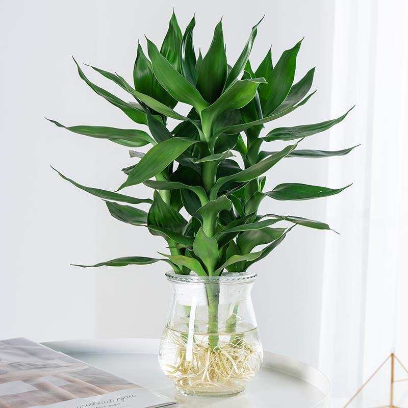养植物长青竹空气净化植水盆栽水培绿莲花观音竹客厅室内竹富贵