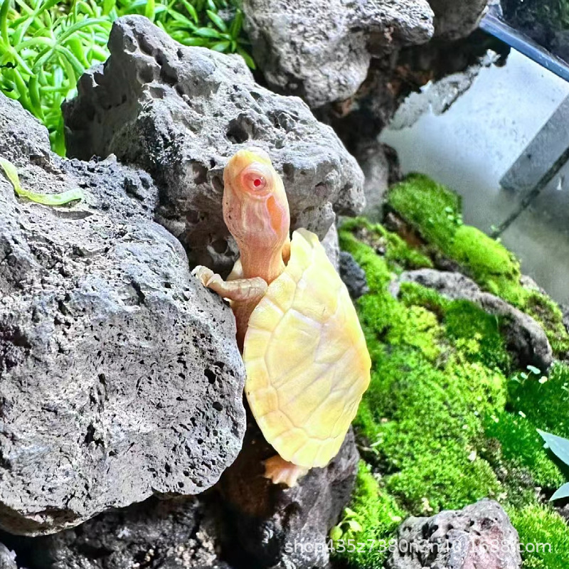 白巴龟变异白巴变异巴西龟白化巴西龟观赏深水龟红眼白巴变异小龟