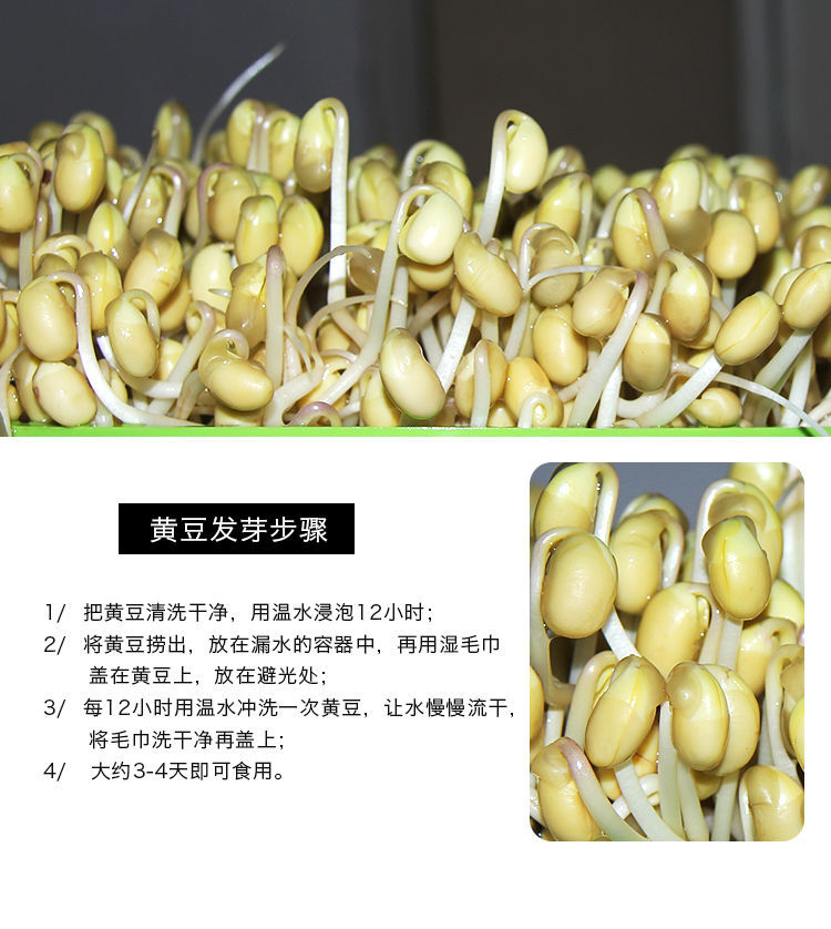 20年东北能发豆芽的黄豆散装发黄豆芽豆黑龙江生豆牙小黄豆