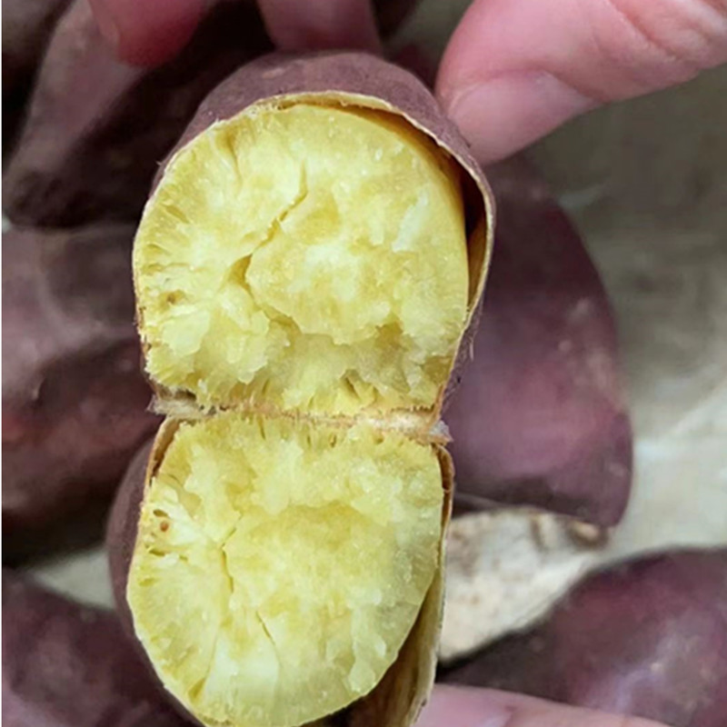 春日之犬红薯安纳芋板栗薯中贵族粗粮香甜新鲜番薯山芋生地瓜