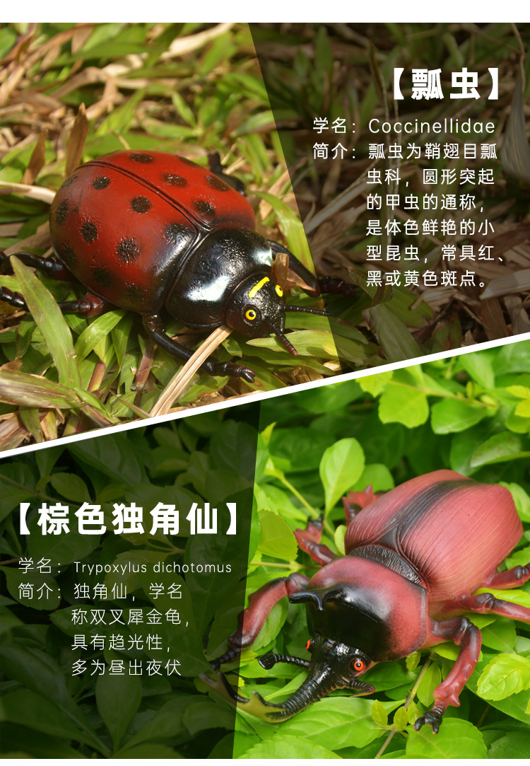 跨境热卖多款仿真昆虫模型动物摆设沙盘场景科教认知动物模型