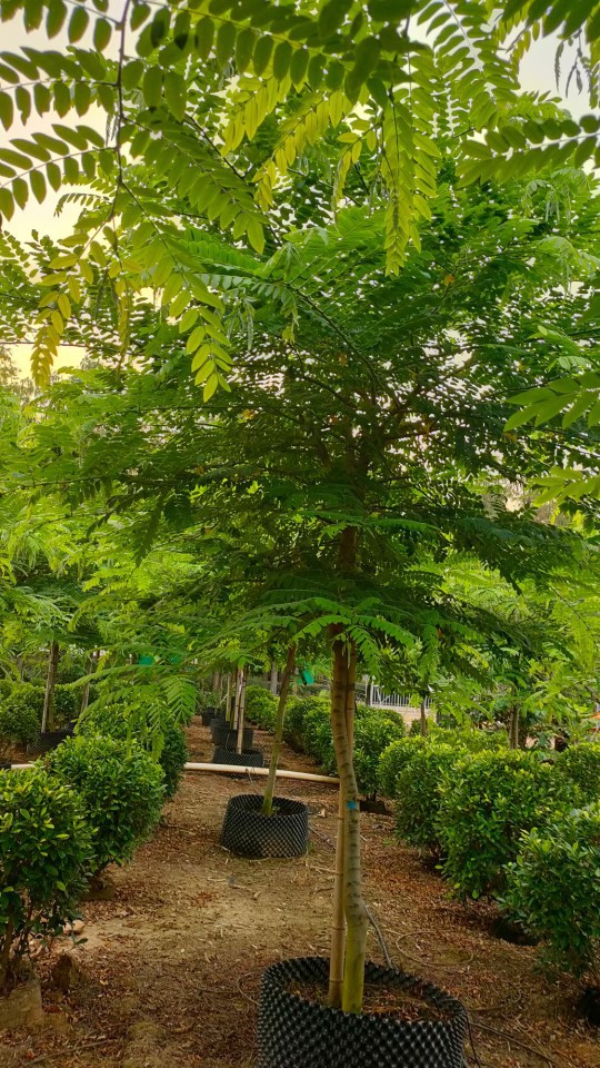 粉花山扁豆 节果决明 开花行道树 中山乔木绿植直销