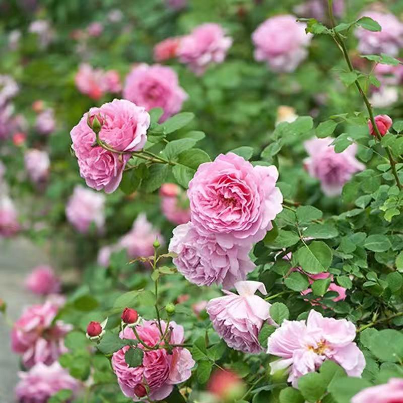 爬藤月季花苗大花浓香花卉观花绿植物室内外阳台庭院蔷薇花苗四季