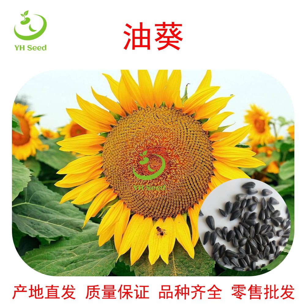 产地直供零售批发杂交矮杆大头油葵花籽花海景观花卉种子