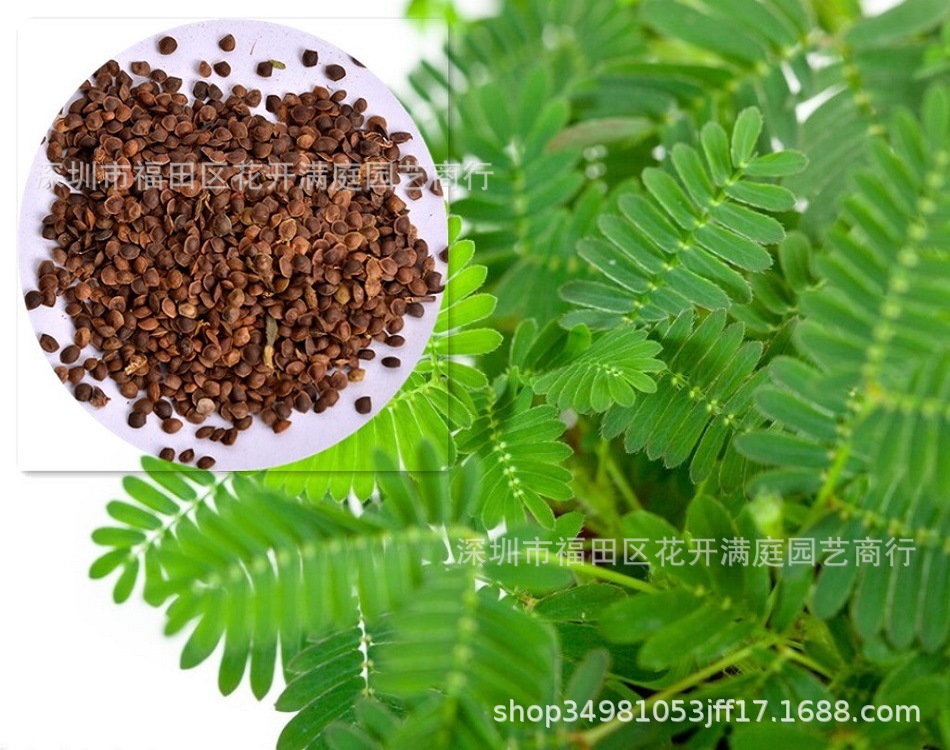 含羞草种子 害羞草种子 有趣的植物种子 适合阳台庭院种植的种子