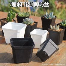 多肉加厚花盆植物播种育苗盆塑料树脂方盆7cm白方黑方整箱600个