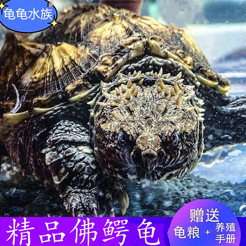 爆刺原种纯佛鳄龟杂佛北美小鳄龟幼苗宠物观赏龟外塘凶猛乌龟活物
