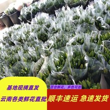 香水百合鲜花批发云南鲜花直批婚庆布置花店摆摊用花社区团购货源