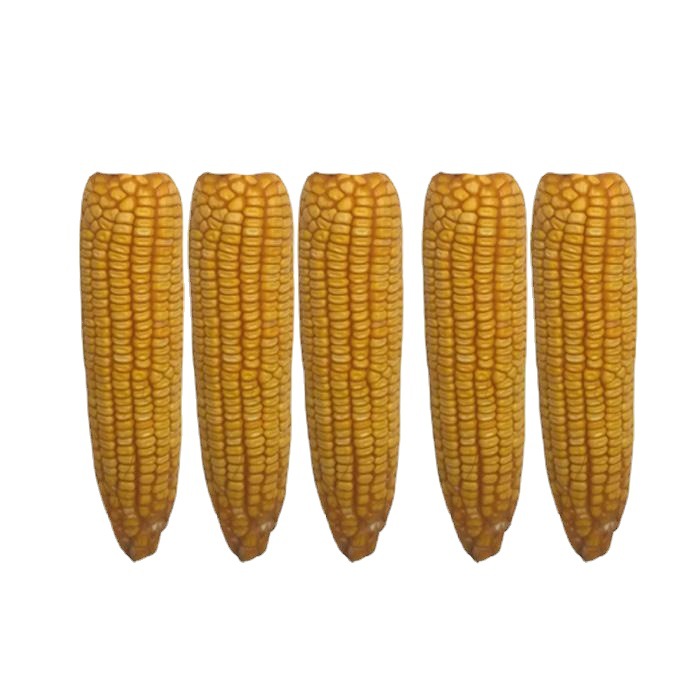 干玉米棒 穗老玉米棒子新货整根宠物磨牙口粮活动道具装饰山东