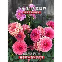 混色小丽花种子小丽菊大丽花种籽子花海庭院阳台花种多年生重瓣