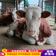 育肥肉牛架子牛牛犊改良牛苗 怀孕母牛西门塔尔黄牛刚出栏
