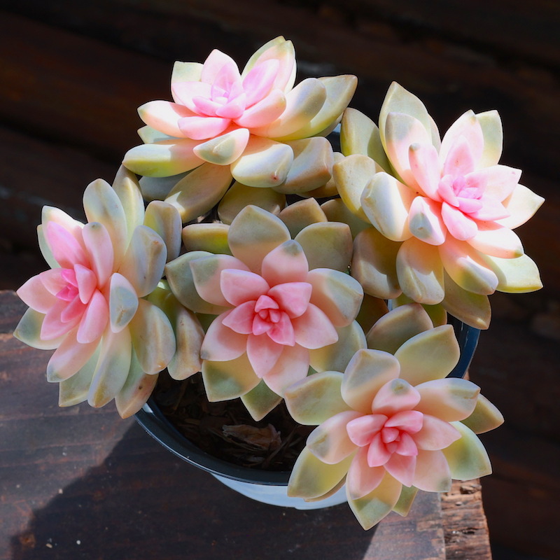 粉色紫雾老桩绿植花卉组合盆栽阳台室内新手多肉植物多肉植物