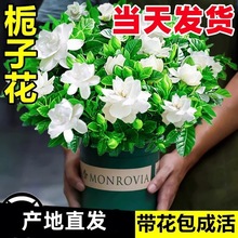 批发栀子花盆栽花卉植物室内水培绿植四季好养茉莉花九里香茶花蝴