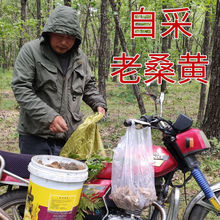 野生桑黄西藏正宗批发多少钱一斤特级的功效与作用桑树东北