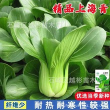 上海青种子青菜小白菜南方春季夏季盆栽疏菜蔬菜籽种籽孑四季大全