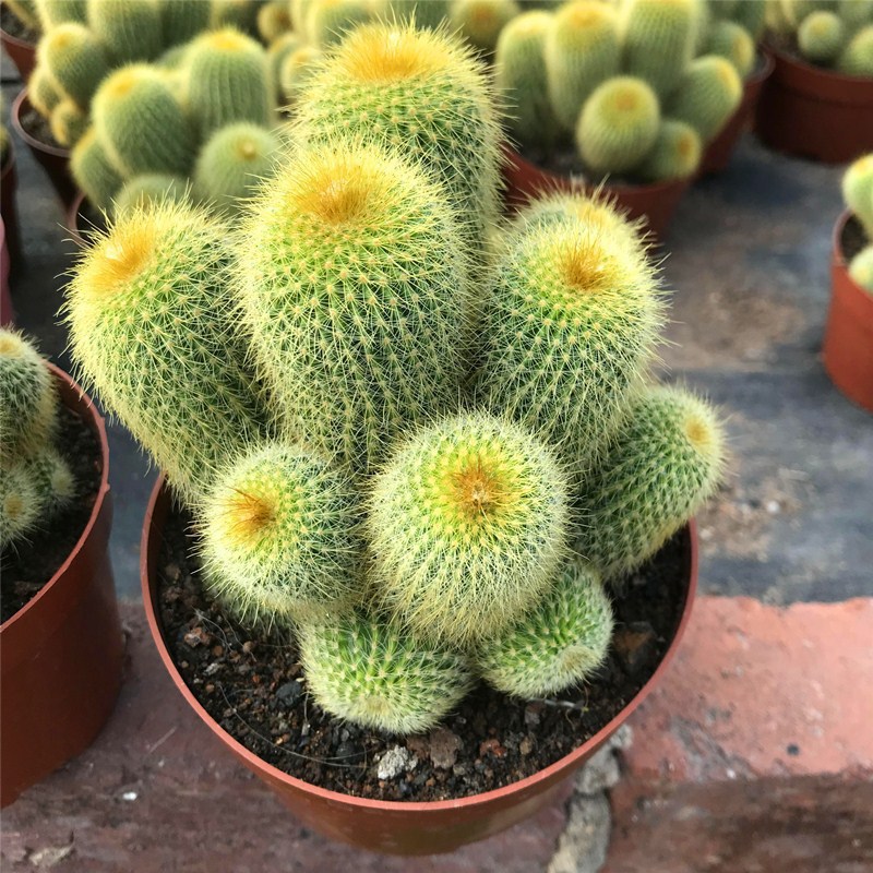 群生美观盆栽趣味仙人掌植物金丝猴仙人球室内好养多头防辐射