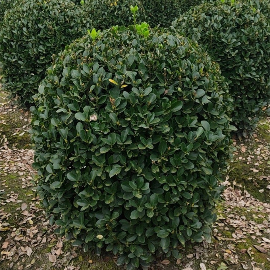 大叶黄杨球 万年青球 灌木球 成都园林绿化工程植物 花境组合地被
