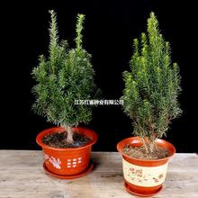 南方曼地亚红豆杉树苗 盆栽红豆杉 室内四季耐寒花有氧吸甲醛植物