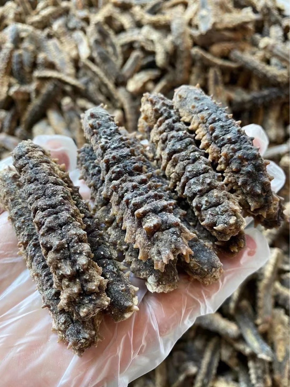 印尼刺皇参太子参罗纹参大量现货批发海味干货海参全国发