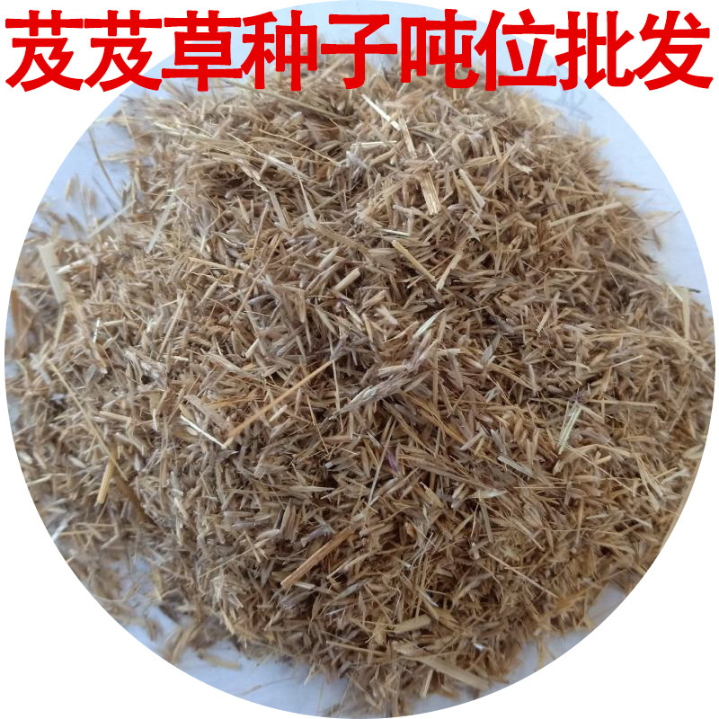 芨芨草种子牧草种籽积机草席萁草种子芨芨草籽耐旱防风固沙耐盐碱