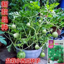 新品盆栽小西瓜种子四季播种庭院阳台高产甜王小西瓜蔬菜水果种籽