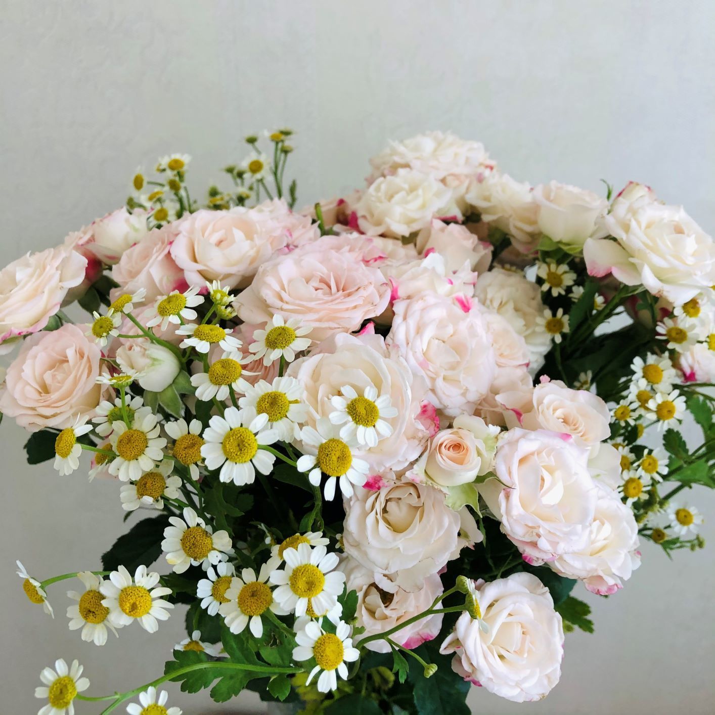 昆明鲜花批发多头玫瑰花泡泡玫瑰云南直发束送人真花瓶插花水养花