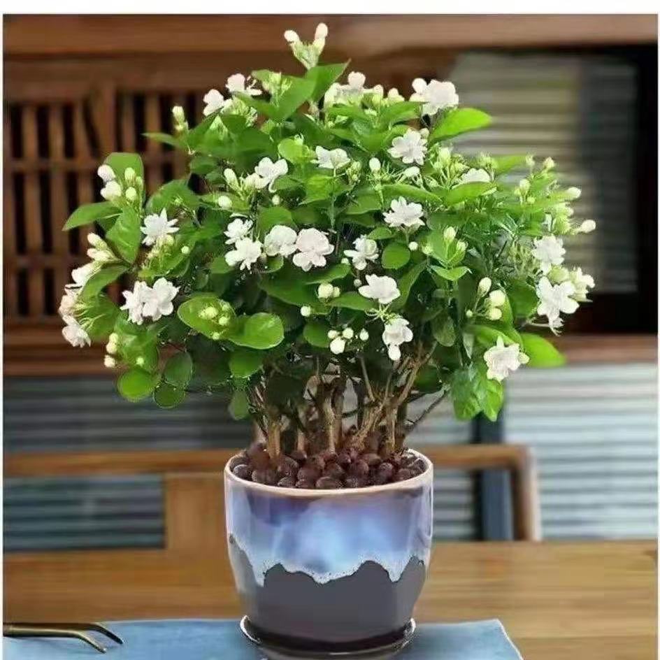 茉莉花苗带花苞茉莉花盆栽浓香型重瓣好养室内阳台植物驱蚊速卖通