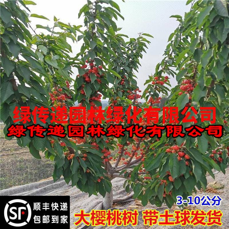 车厘子苗特大樱桃树带土球地栽庭院盆栽南方北方种植樱桃树苖果树