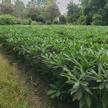 结香球 打结花球 梦冬花球 小灌木球 成都园林绿化工程苗木