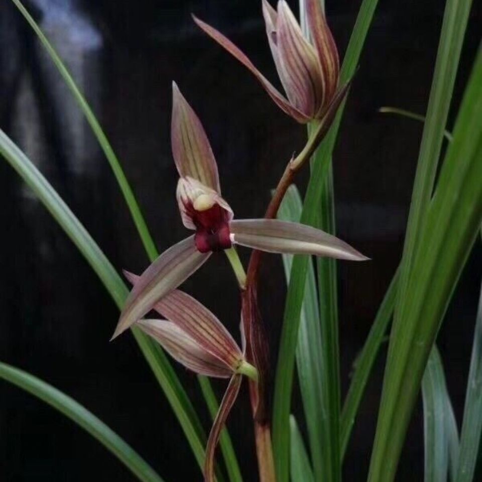 (兰花苗带花苞)【春剑红尊莲瓣东方红】浓香型盆栽花卉自然种植