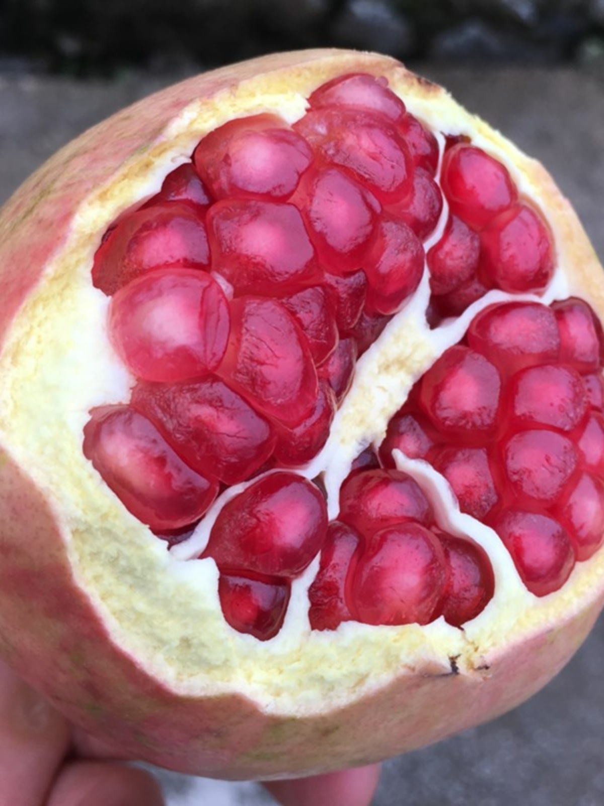 攀枝花软籽石榴