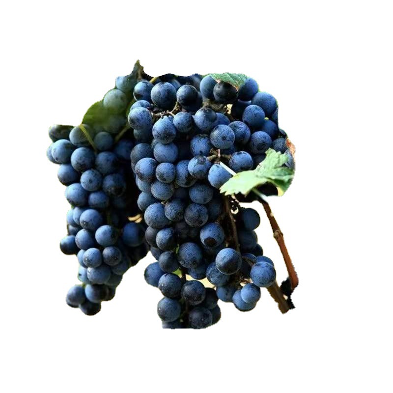 云南夏黑葡萄小粒新鲜当季现摘现发蓝莓葡萄无籽黑提新鲜水果
