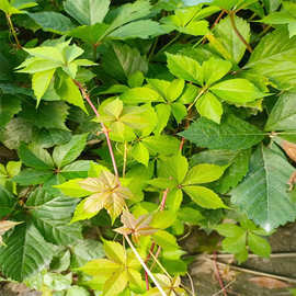 苗红丝五叶壁虎葛藤本藤本植物虎巴山地锦红爬山虎山草巴趴杯爬山