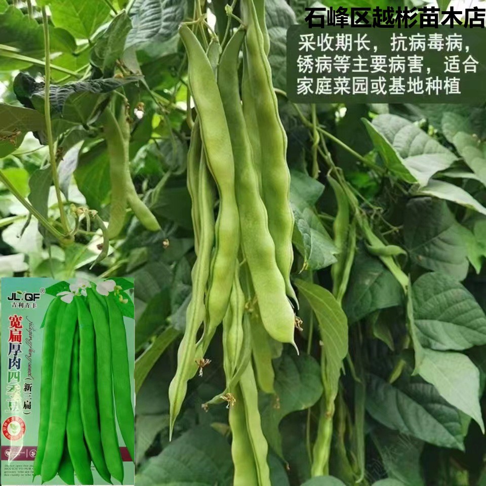 宽扁四季豆三扁芸豆种子宽芸豆油豆角青架芸豆种早熟四季蔬菜籽