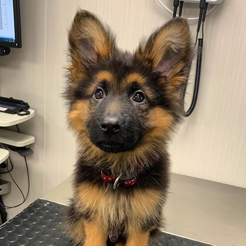 德牧幼犬德国牧羊犬幼崽活体纯种大型警犬短毛宠物狗活物黑背狼狗