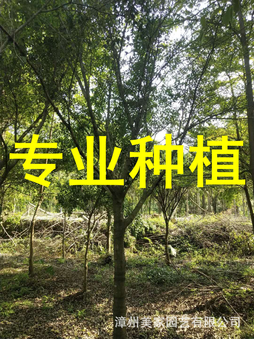 全冠红皮榕树福建种植基地批发绿化行道树骨架红皮榕 移植红皮榕